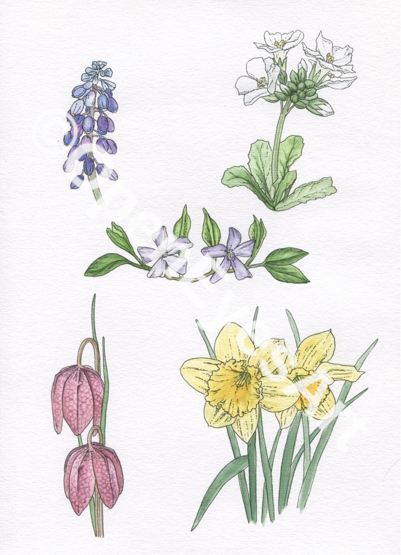 sketches of garden flowers