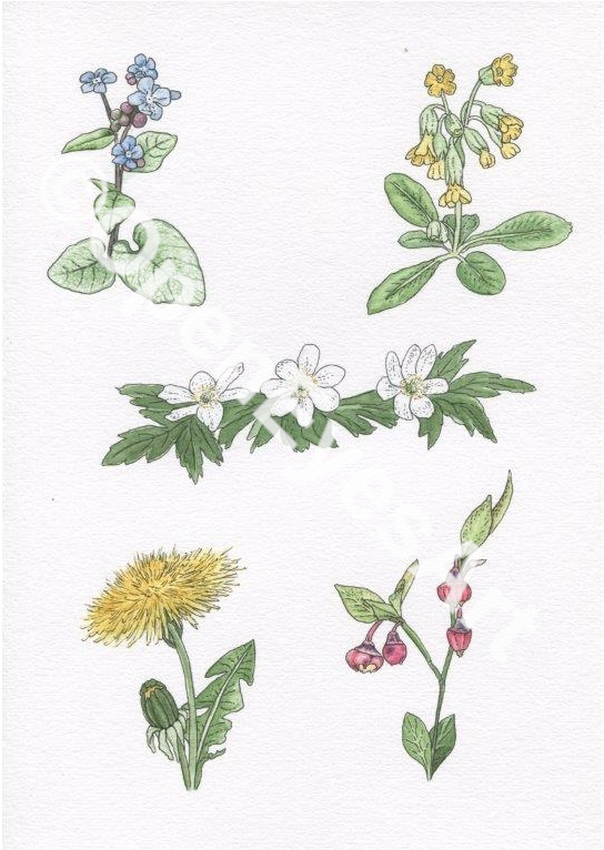 sketches of garden flowers