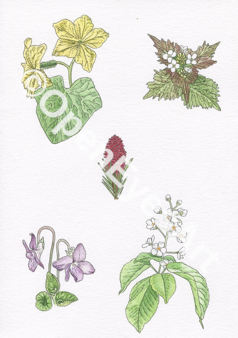 sketches of garden flowers