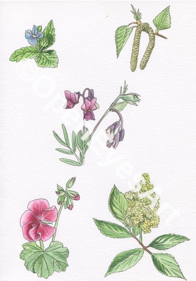 sketches of garden flowers