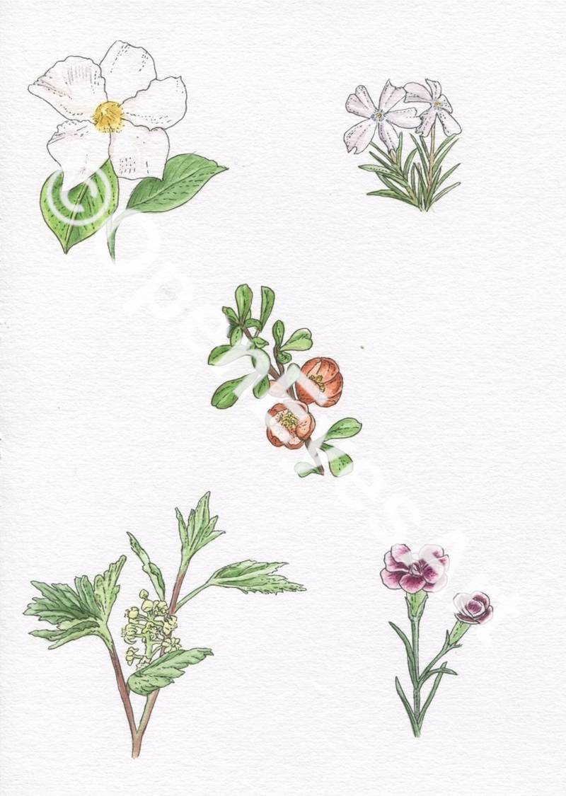 sketches of garden flowers