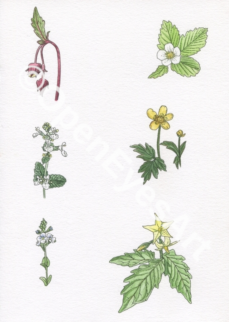 sketches of garden flowers