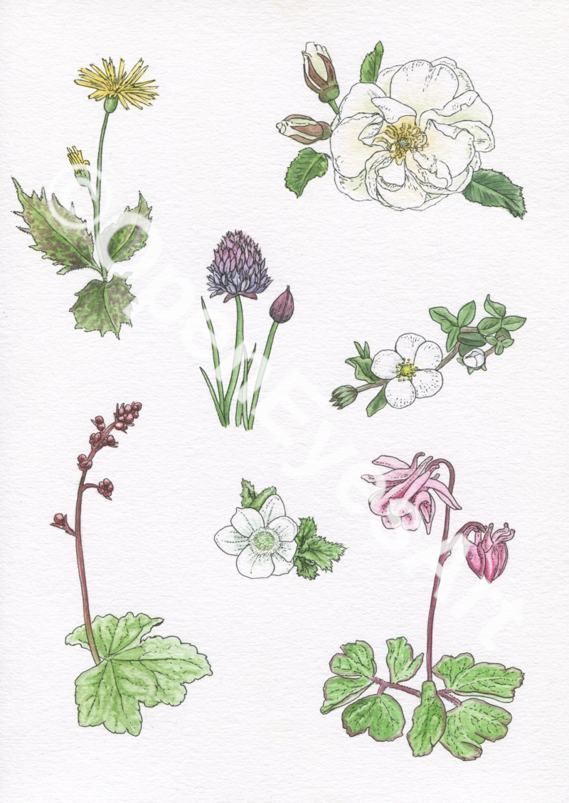 sketches of garden flowers