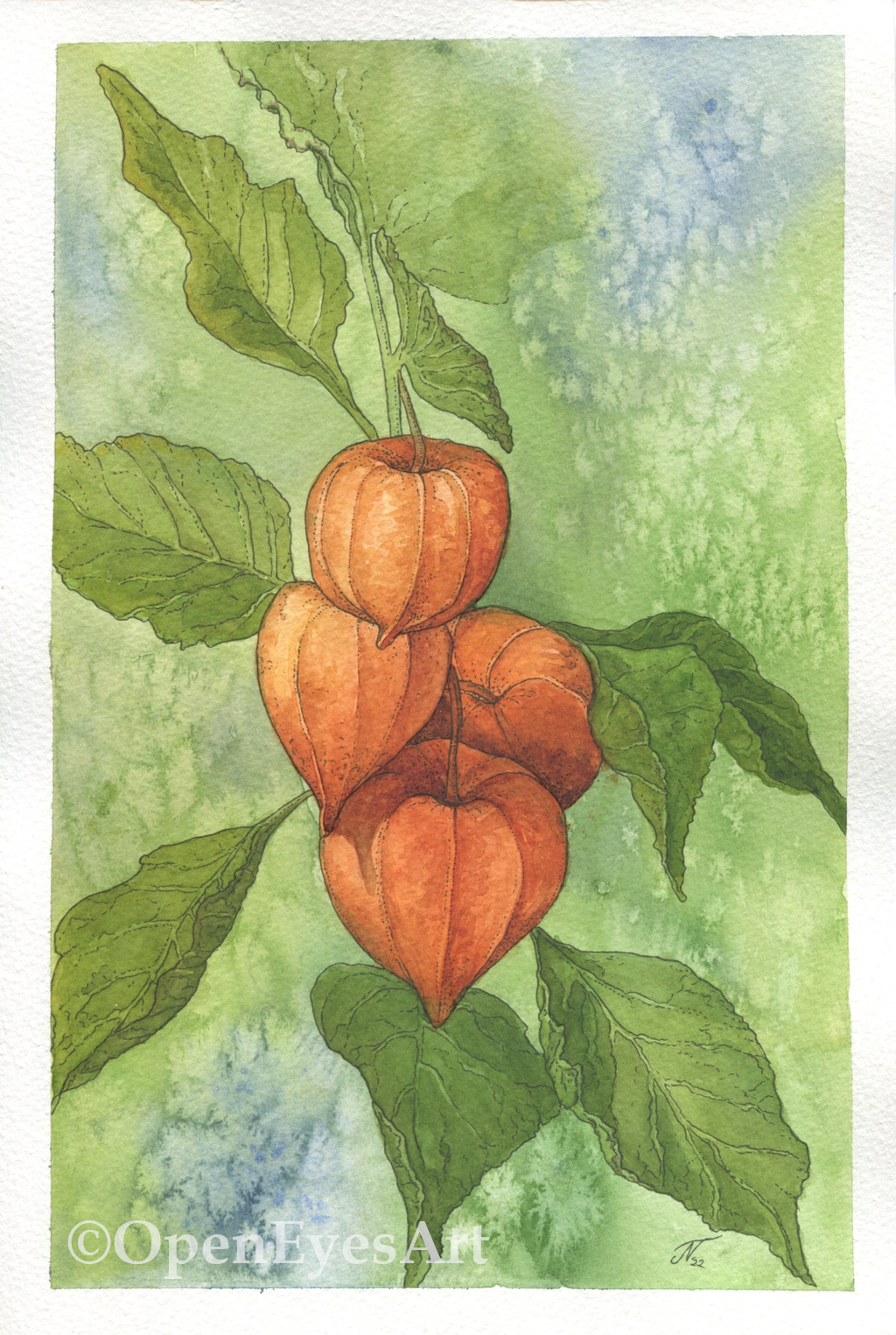 painting of orange physalis on green background