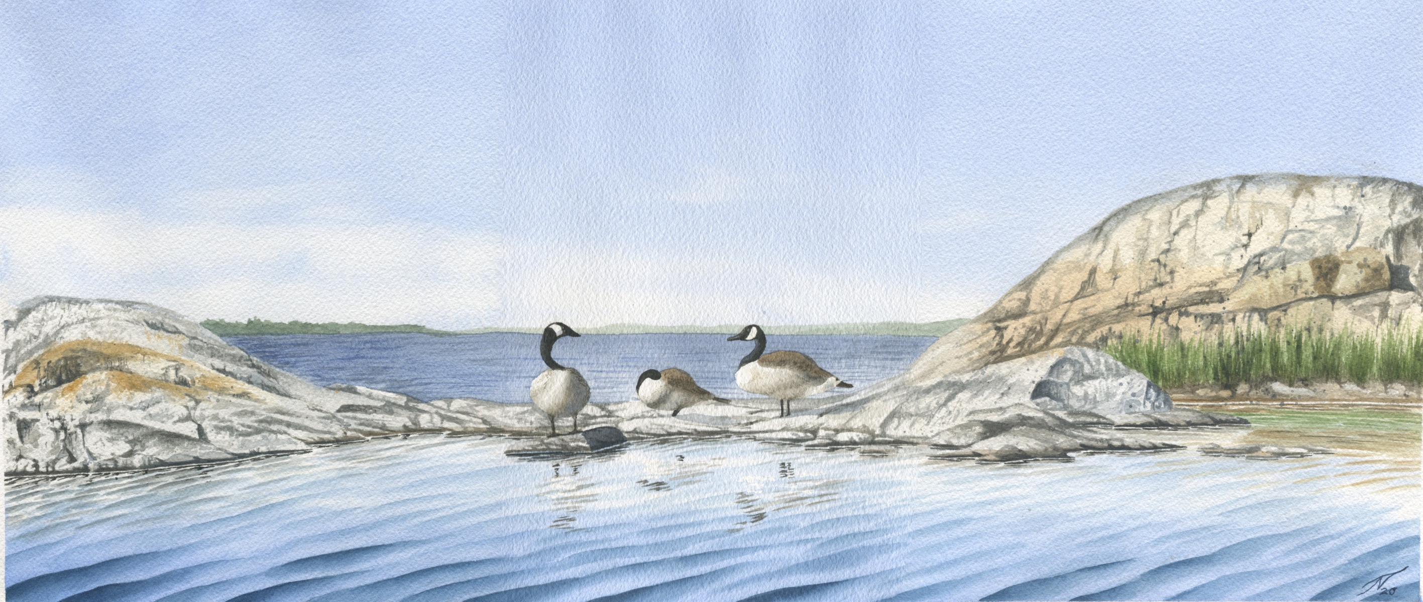 watercolour painting of barnacle geese on a rock in the sea